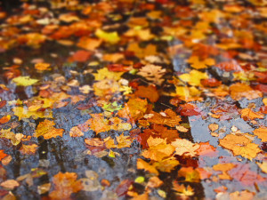 autumn leaves in the rain